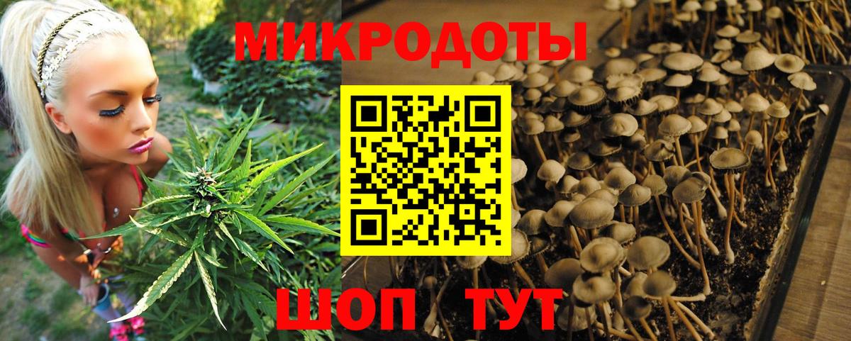 Псилоцибиновые грибы Psilocybe Нальчик